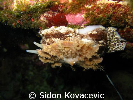 island of korcula  by Sidon Kovacevic 