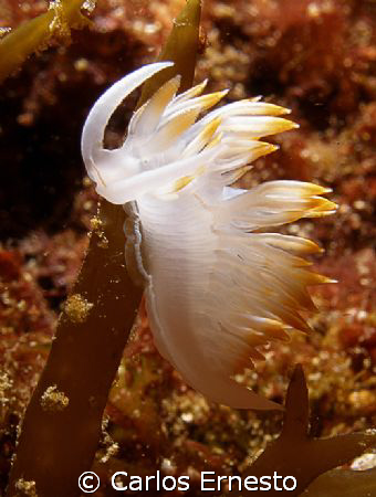 Flabelina babai.
Olympus c-7070 and Ys-60 strob by Carlos Ernesto 