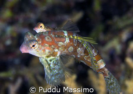 dragonet in love,nikon d2x 60mm macro by Puddu Massimo 