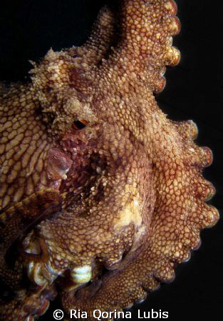 Octopus. Taken @ Puri Jati by Ria Qorina Lubis 