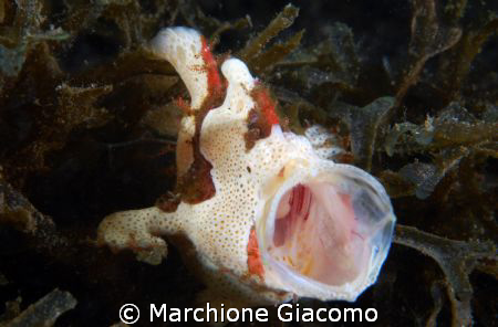 Sleeping:Nikon D200 , 60 micro, two strobo.
Lembeh strait by Marchione Giacomo 