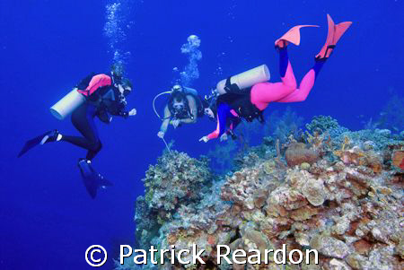 Chris, of Indigo Divers, points out tiny shrimp and a cra... by Patrick Reardon 