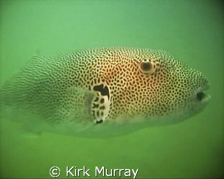 Low Visability, 1-2m, and this fella comes out of the fog... by Kirk Murray 