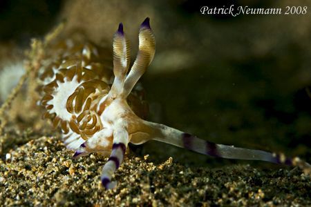 fabulina comes around... Canon 400D/Hugyfot by Patrick Neumann 
