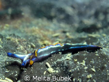 Thuridilla hopei / Sistiana, Trieste Bay / Oly c5060wz, m... by Melita Bubek 