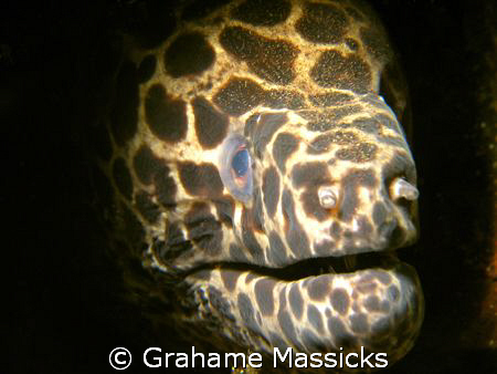 This moody beast was found off Tioman Island, shot with m... by Grahame Massicks 