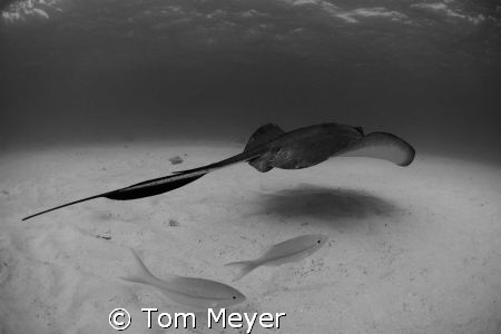 Stingray City by Tom Meyer 