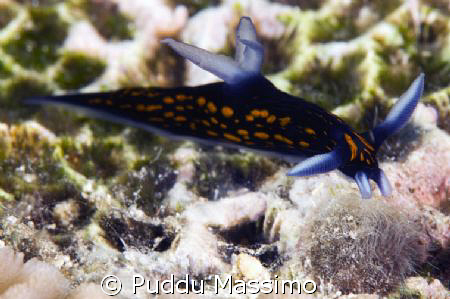 manado,bunaken park,nikon d2x 105mm macro by Puddu Massimo 