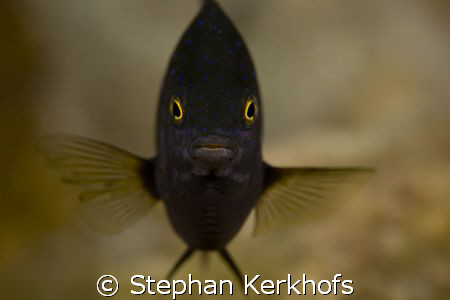 jewel damselfish (plectroglyphidodon lacrymatus) taken at... by Stephan Kerkhofs 