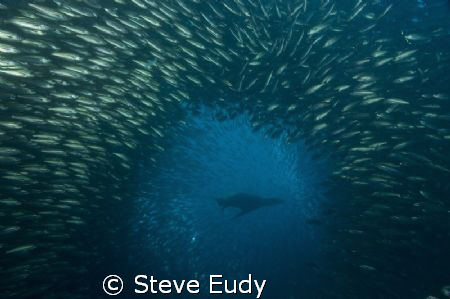 Taken at Cousins Rock in the Galapagos Islands. The sea l... by Steve Eudy 