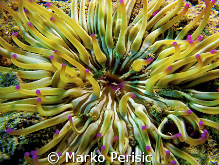 A Zebra Anemone by Marko Perisic 
