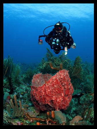 The Underwater photographer.  Too bad this diver was look... by Juan Torres 