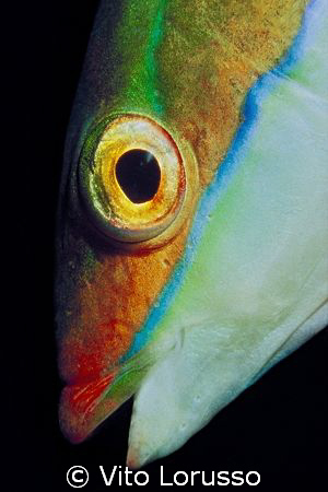 Fishs - Coris julis (female) by Vito Lorusso 
