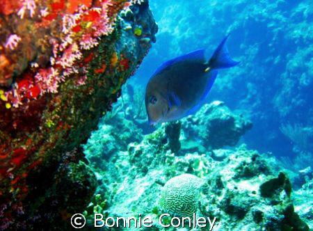 Blue Tang seen August 2008 in Grand Cayman.  Photo taken ... by Bonnie Conley 