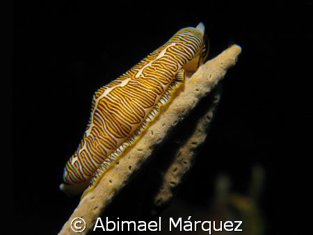 Fingerprint Cyphoma, Saba Island. by Abimael Márquez 