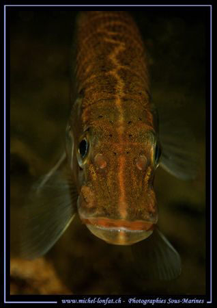 A joung Pike Fish :O).... by Michel Lonfat 