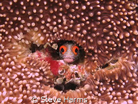 Hancock's Blenny taken near Playa Coco in Costa Rica by Steve Harms 