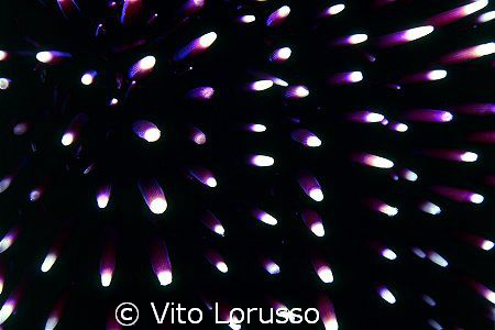 Echinoderms - Paracentrotus lividus (detail) by Vito Lorusso 