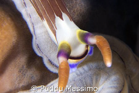 macro nudi,nikon d2x 60mm macro +close up by Puddu Massimo 