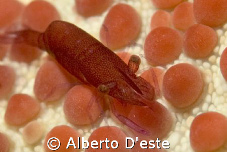 symbiosis shrimp under a starfish by Alberto D'este 
