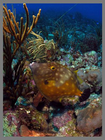 Took this picture with a WA and Dome Unit, so you can ima... by Juan Torres 