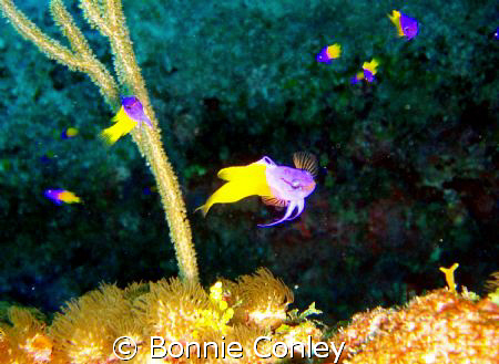 Fairy Basslets seen August 2008.  Photo taken with a Cano... by Bonnie Conley 