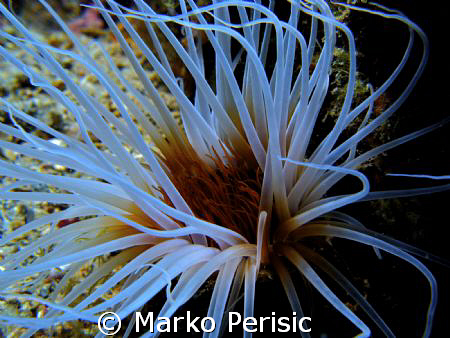 A Cylinder Anemone (cerianthus) on a night dive Komiza Vis. by Marko Perisic 