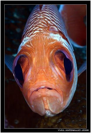 Not the most attractive fish portrait 360D/70mm by Yves Antoniazzo 