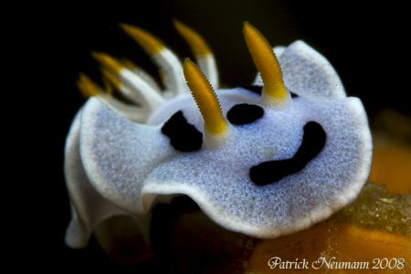 Nudi ... Canon 400D/Hugyfot by Patrick Neumann 