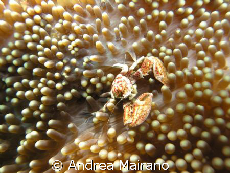 Granchio su anemone by Andrea Mairano 