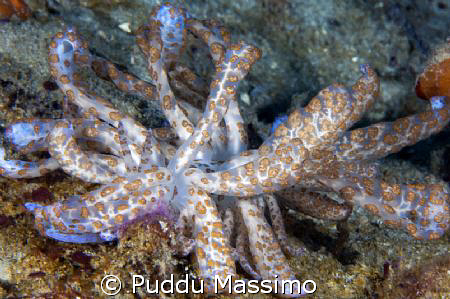 gangga north sulawesi,nudi,nikon d2x,60mm macro by Puddu Massimo 