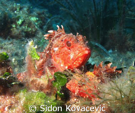 scorpio fish by Sidon Kovacevic 