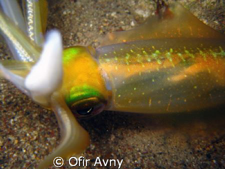 One of the squids in the squid school, let me get close t... by Ofir Avny 