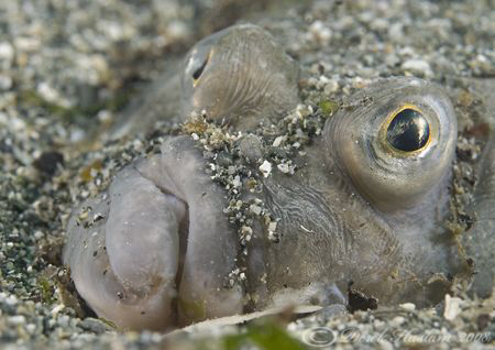 Plaice. Cornwall. D200, 60mm. by Derek Haslam 