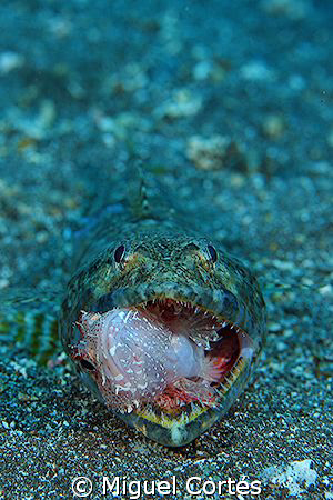 Hungry. by Miguel Cortés 