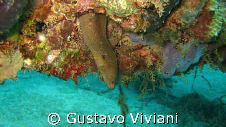 Golden Tail @ Crash Boat by Gustavo Viviani 