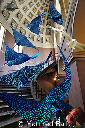eaglerays on a staircase by Manfred Bail 