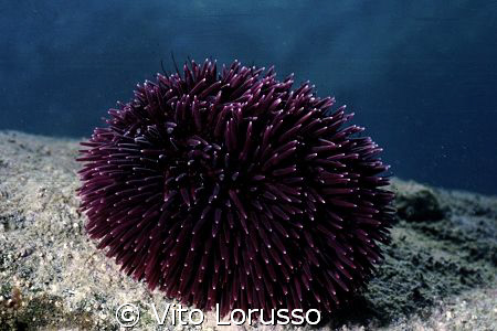 Echinoderms - Paracentrotus lividus by Vito Lorusso 