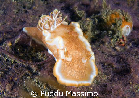 lembeh strait,nikon d2x 60mm macro by Puddu Massimo 