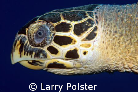 Hawksbill, D300, 105VR by Larry Polster 
