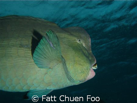Bumphead Wrasse, dawn dive, Sipadan, malaysia by Fatt Chuen Foo 