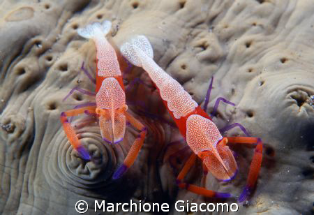 Two are better that one, Imperor in Lembhe streit
Nikon ... by Marchione Giacomo 