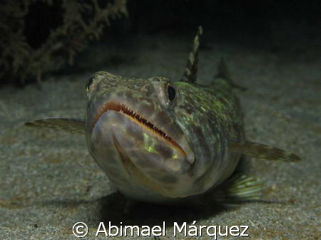 Sand Diver, PR. by Abimael Márquez 