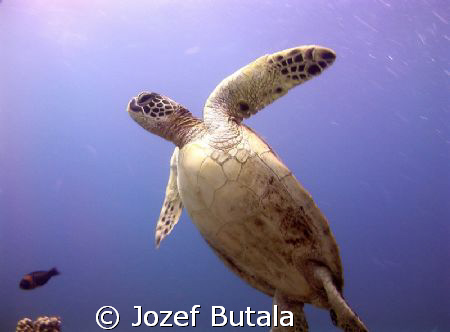 green sea turtle,picture taken with camcorder using red f... by Jozef Butala 