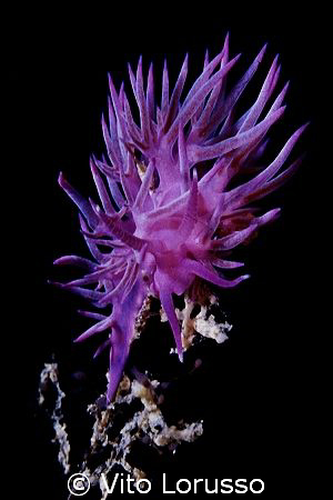 Nudibranchs - Cratena peregrina by Vito Lorusso 