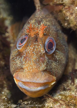 Tompot. Trefor pier. D200, 60mm. by Derek Haslam 