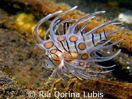 Baby lionfish. Albino?
Taken @ Puri Jati with Canon G9 by Ria Qorina Lubis 