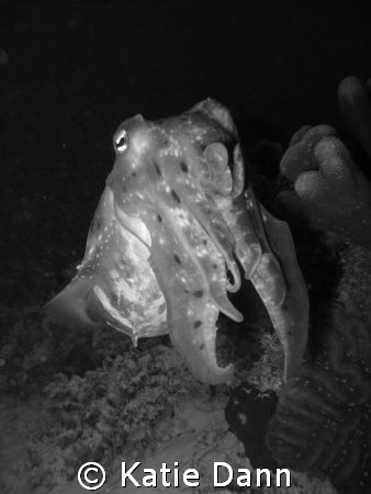 Cuttlefish, taken with Canon G9 by Katie Dann 
