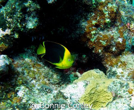 Rock Beauty seen August 2008 in Grand Cayman.  Photo take... by Bonnie Conley 
