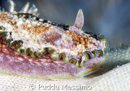 lembeh strait,nudi close up,nikon d2x 60mm macro by Puddu Massimo 